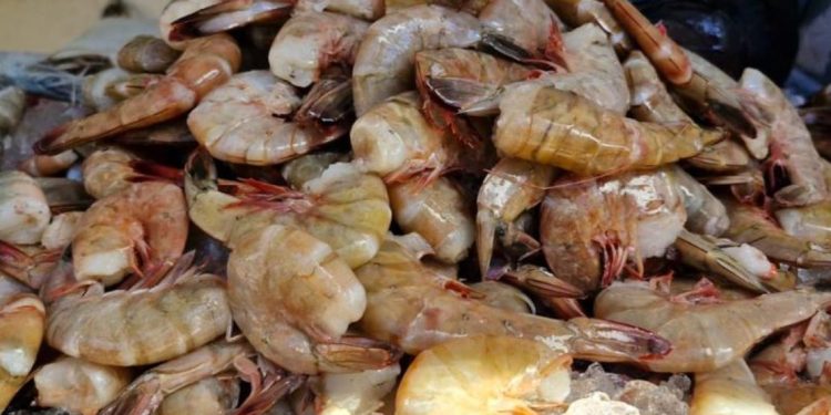 Agricultura establece veda de pesca de camarón en el Atlántico