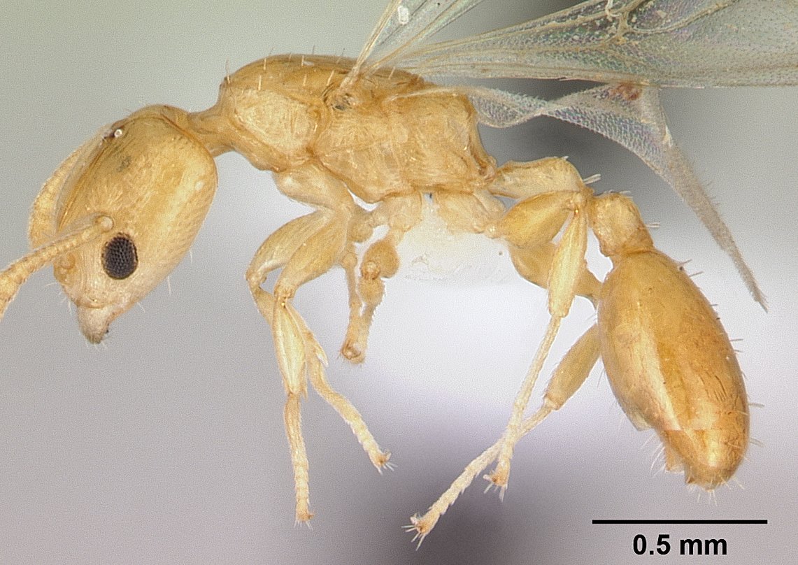 Describen una nueva especie de hormiga que habita en la Amazonía de Ecuador