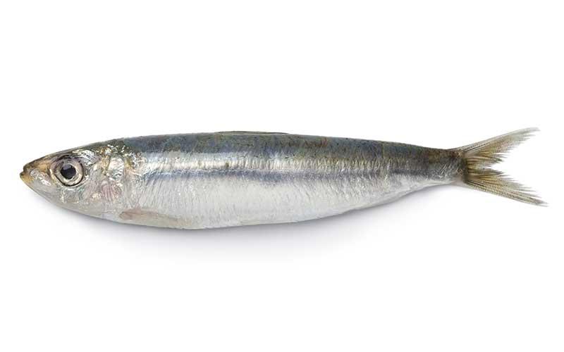Se establece veda para pesca de sardinas y anchoas en el litoral Atlántico