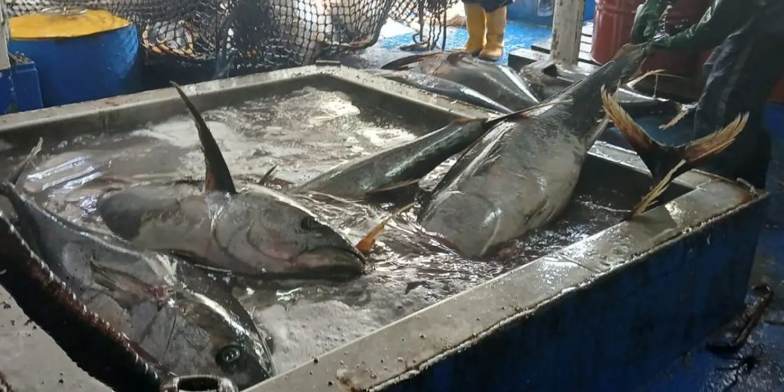 La veda de pesca de tiburón en el mar Caribe y río Motagua será del 1 de mayo al 31 de agosto del año en curso.