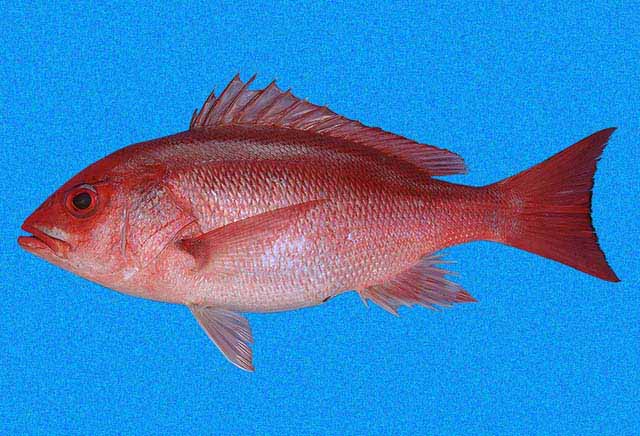 MAGA establece veda para pesca de pez pargo