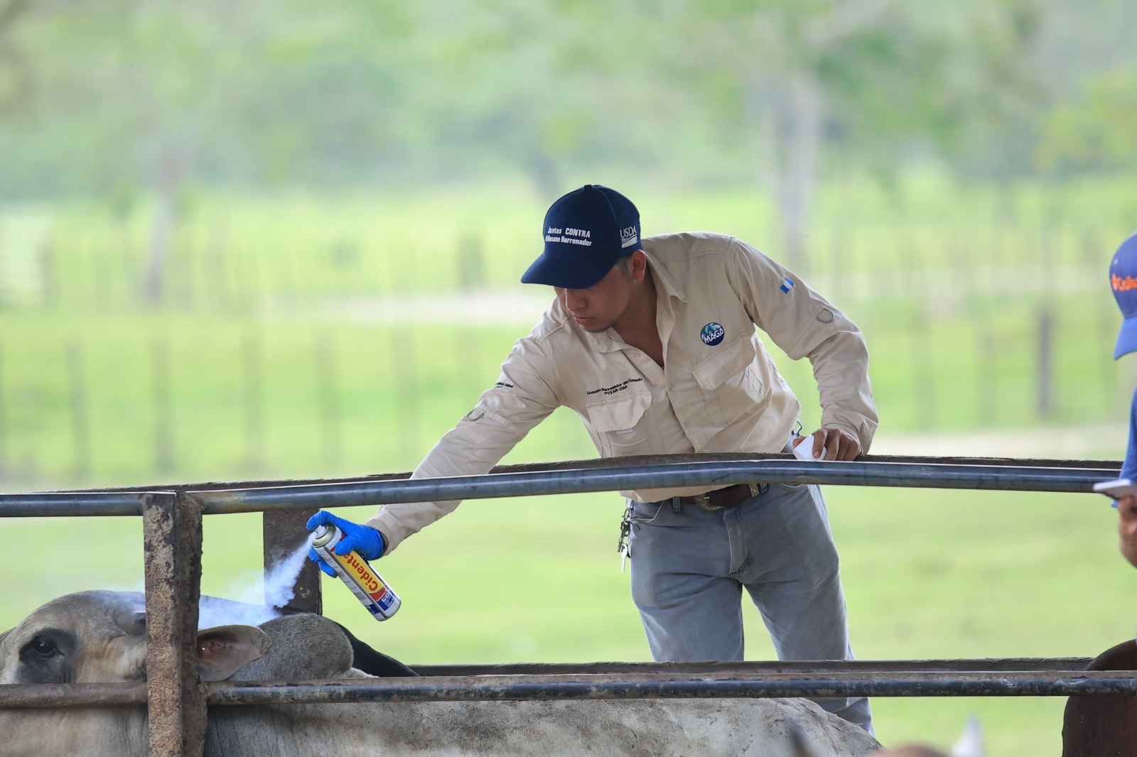 Estas acciones buscan evitar la propagación del gusano barrenador del ganado y proteger la producción ganadera. / Foto: MAGA