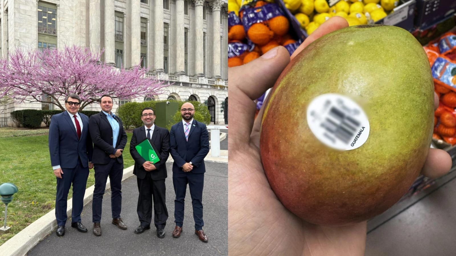 Impulsan la exportación de mango guatemalteco. / Foto: Minex.