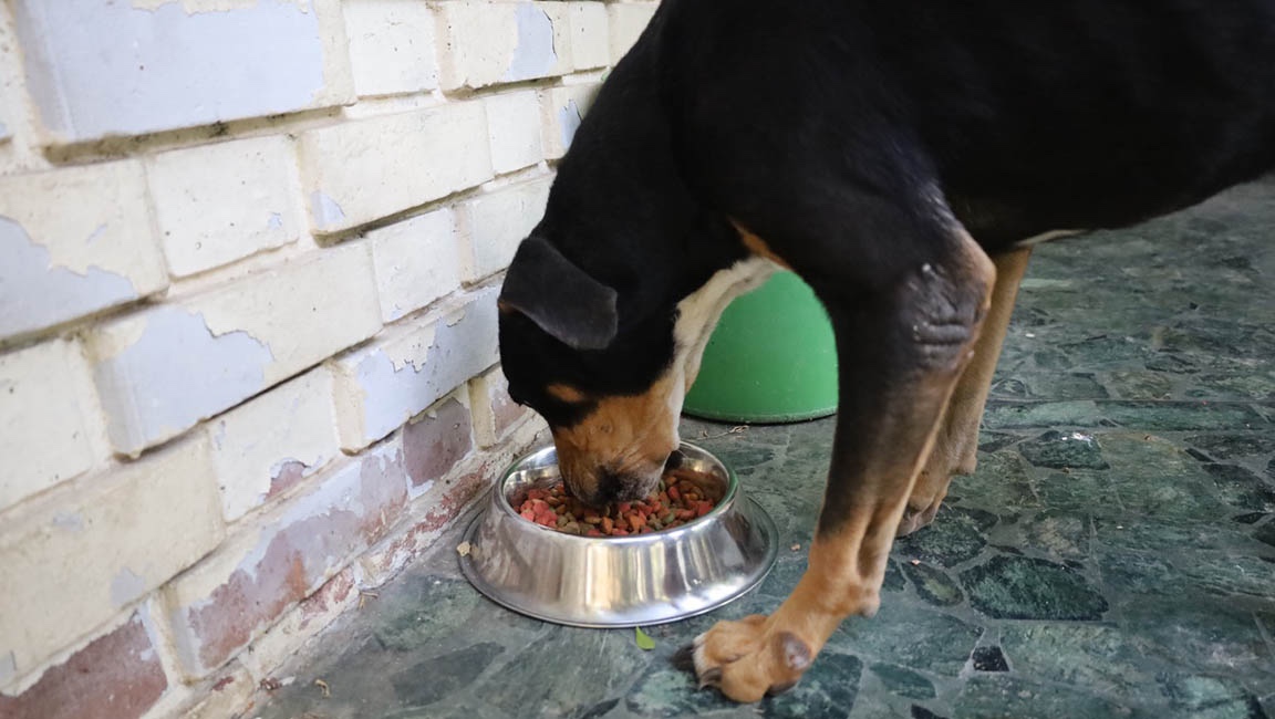Proveer un espacio con sombra y ventilación es crucial para evitar golpes de calor. / Foto: MAGA