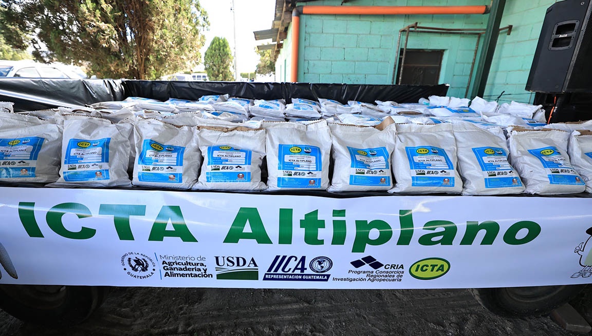 Este nivel de producción representa una oportunidad importante para mejorar la disponibilidad de alimentos en comunidades rurales. / Foto: MAGA