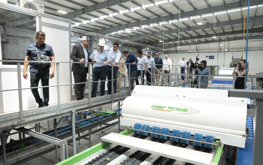 Guatemala busca nuevos mercados para la exportación de aguacate