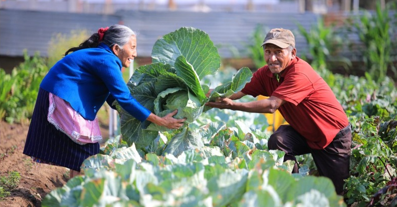 Actualizan reglamento del fondo Tob’anik para facilitar financiamiento a productores agrícolas