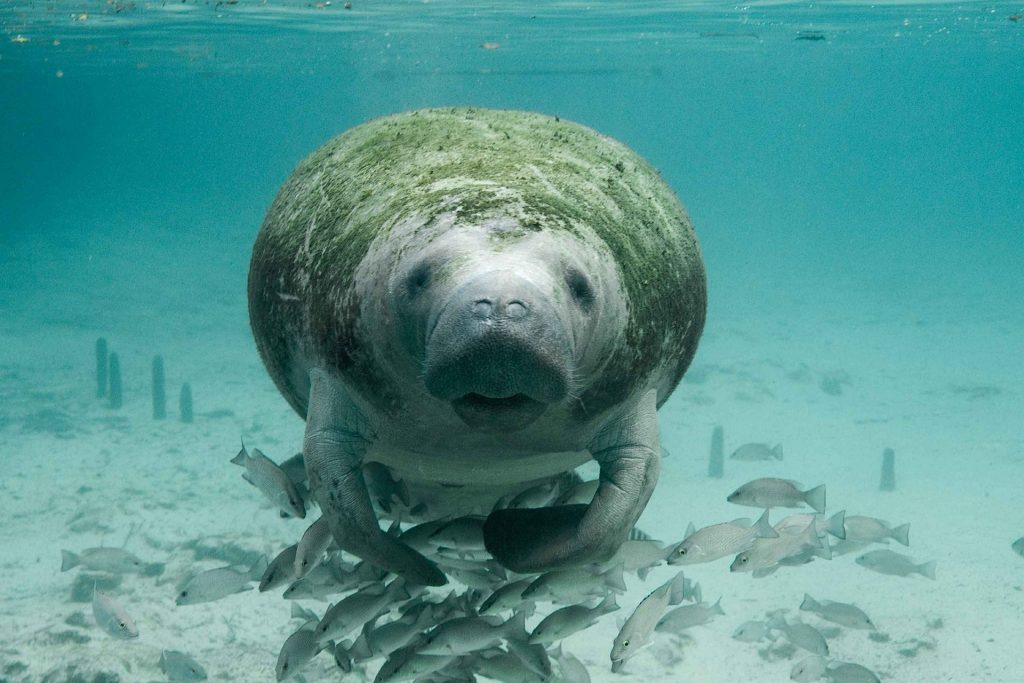 Conap comparte recomendaciones para la conservación del Manatí. (Foto: Conap)