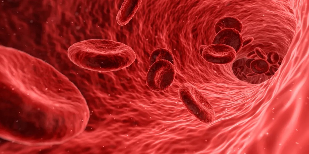 Investigación logró descubrir el proceso de envejecimiento de la sangre en humanos.