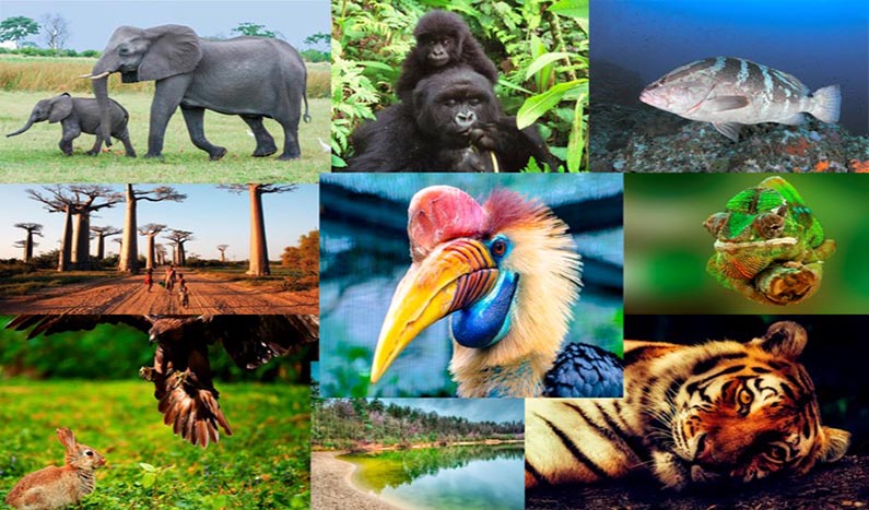 El cambio climático, la tercera causa de pérdida de diversidad, amenaza miles de especies