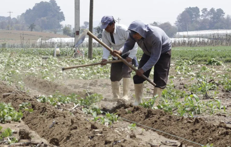 Consejos para el sector agropecuario ante la temporada de lluvias