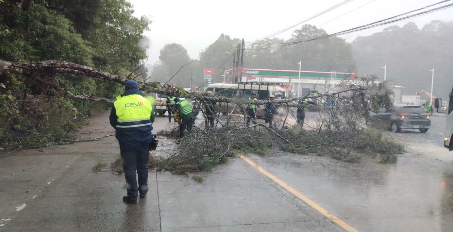 Caída de árbol en Ruta Cobán, Carchá, Alta Verapaz.