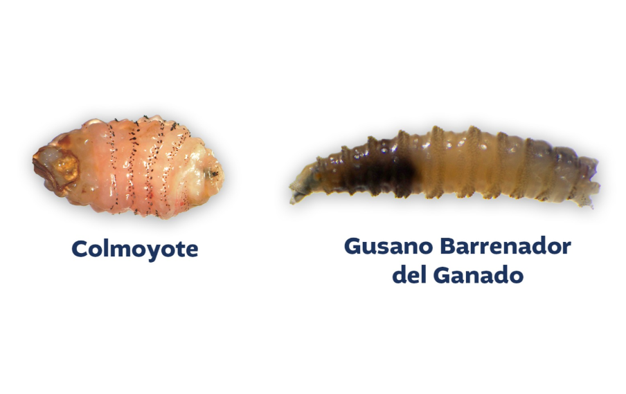 Colmoyote y gusano barrenador: dos parásitos distintos que amenazan la salud animal y humana