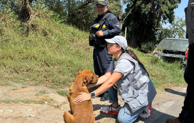 Rescatan perro en malas condiciones por denuncia ciudadana./Foto: MAGA.