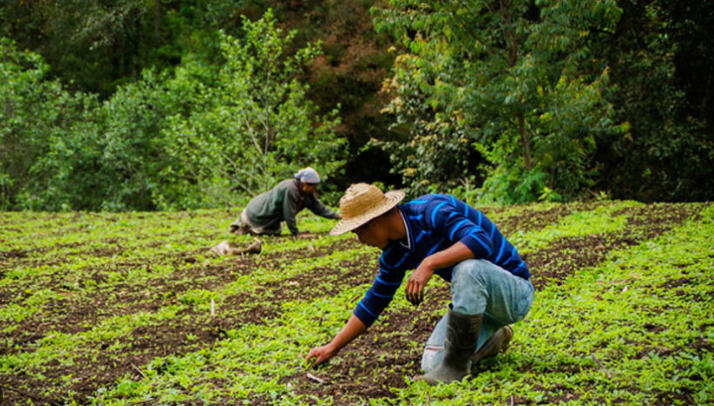 Crédito Tob’anik está destinado a fortalecer la producción en el campo