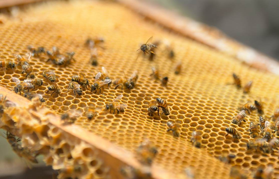 Día Mundial de las Abejas: Conap invita a su preservación para mantener la biodiversidad