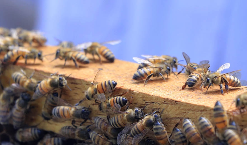 Su trabajo como polinizadoras es vital para los ecosistemas y para la producción agrícola. / Foto: MAGA