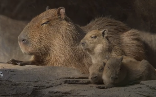 ¡Pura ternura! Nacen bebés capibaras en el Zoológico La Aurora y se roban el corazón de todos
