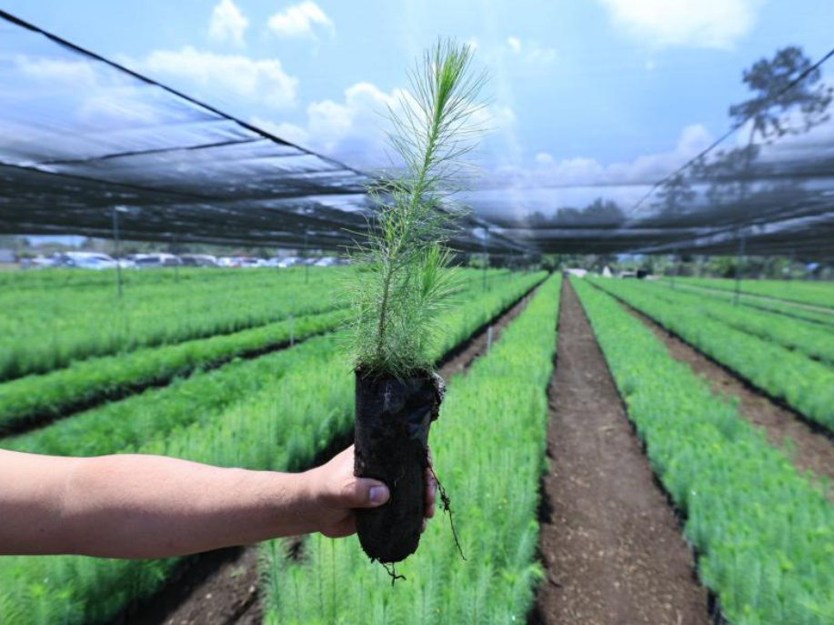 MAGA entregará 815 mil plantas para restaurar cuencas hidrográficas