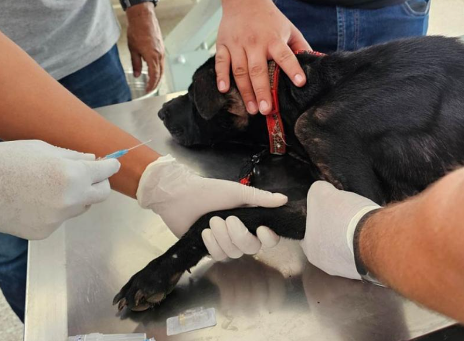 Un reciente reporte sobre la presencia del gusano en el país, con corte al 23 de mayo de 2025, revela que de los 97 casos nuevos identificados, 23 corresponden a perros y 2 a gatos. / Foto: MAGA