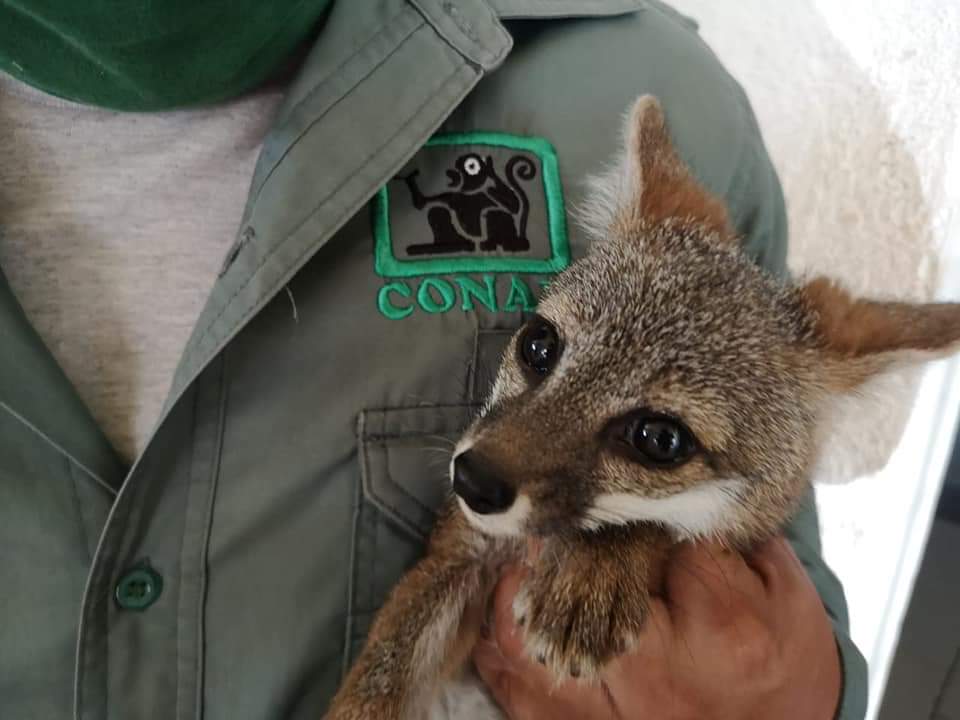 Conap investiga video sobre muerte de puma en territorio nacional