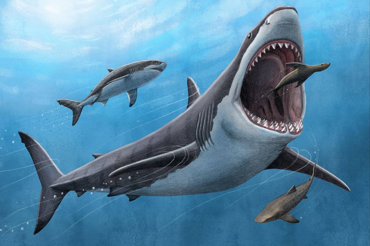 La dieta del megalodón: no solo vivía de ballenas