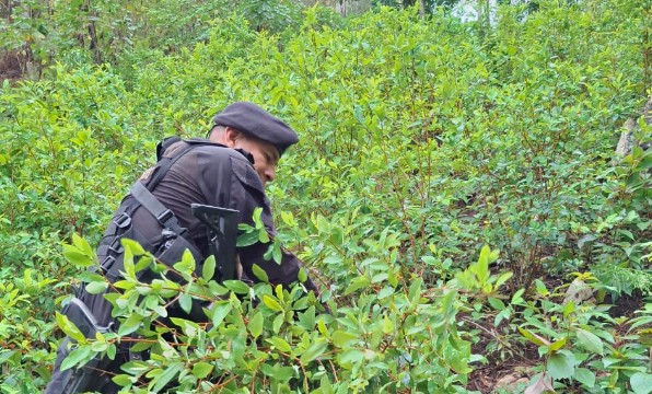 Trabajo coordinado permite erradicación de más de 74 mil matas de hoja de coca