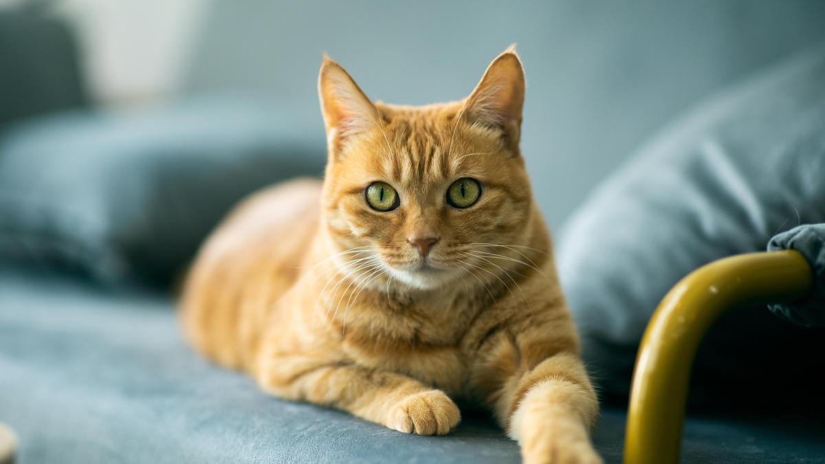 Estudio descubre la mutación genética que hace únicos a los gatos naranjas