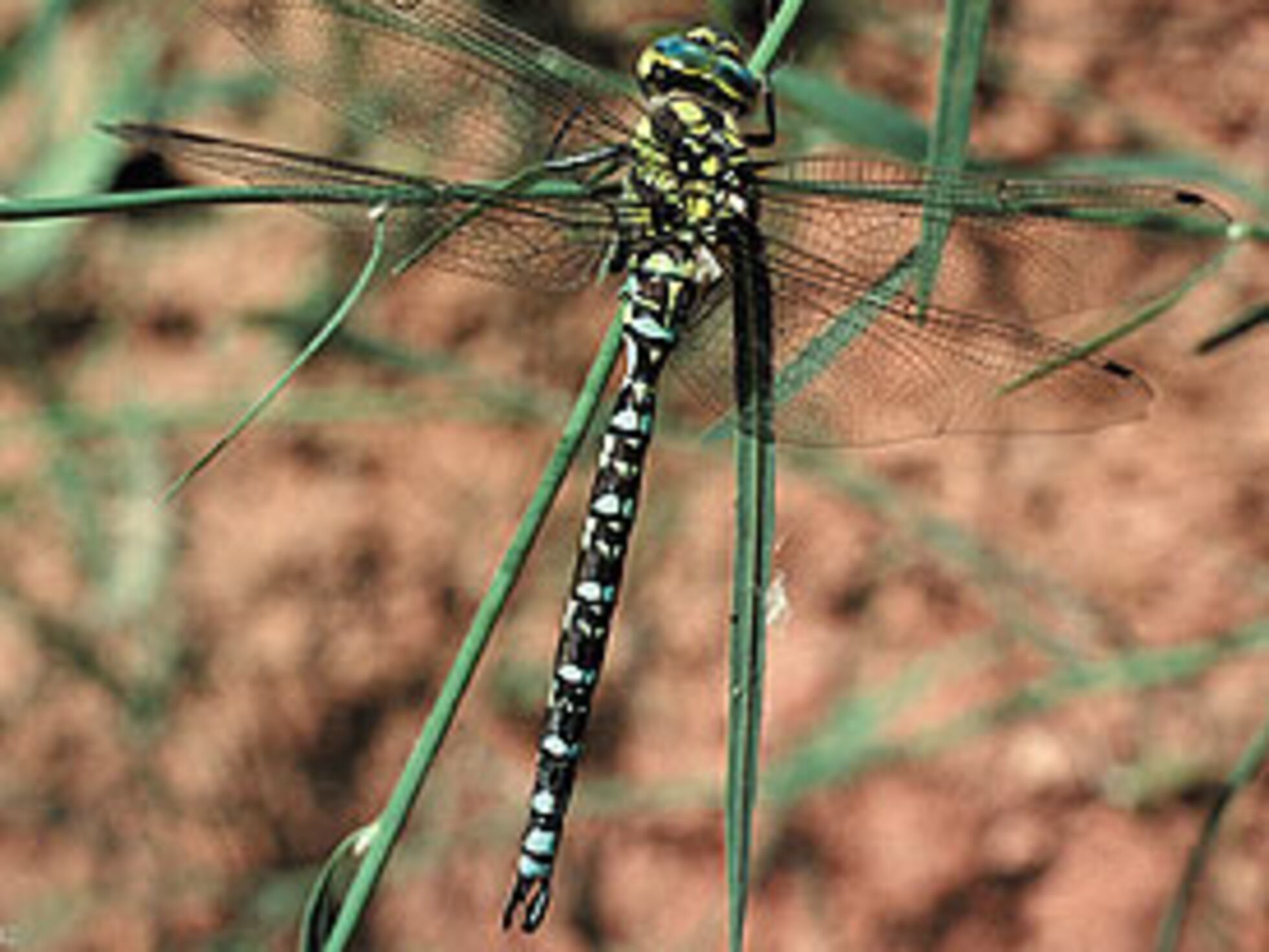 Insecto de hace 300 millones de años era semejante a una libélula. / Foto: El País.