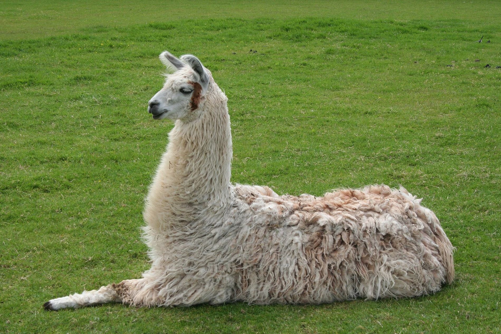 Las llamas pudieron haber sido domesticadas en Chile antes de la influencia de los incas. / Foto: National Geographic.