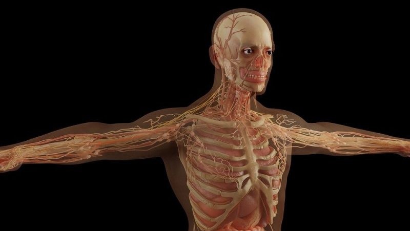 Una mutación genética causó que los humanos fueran más altos.