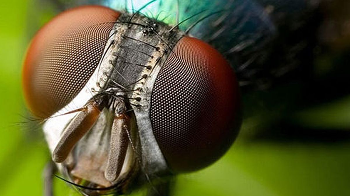 Científicos diseñan sistema de visión biónica con IA y estructura inspirada en insectos