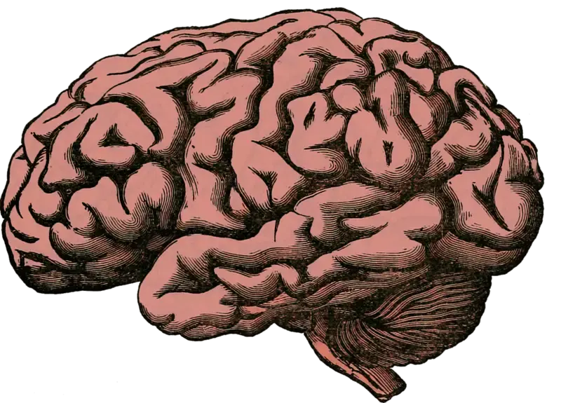 Crean una nueva generación de herramientas biológicas frente a las enfermedades cerebrales