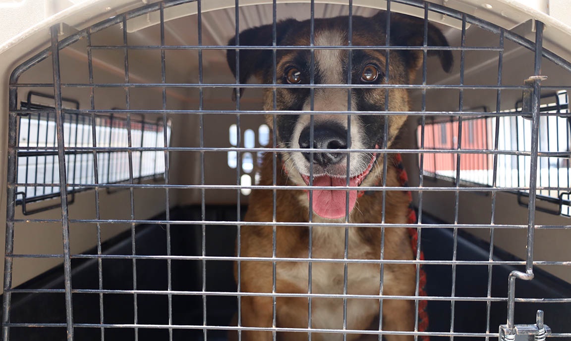 Autoridades de la UBA rescatan a perro maltratado en la zona 18