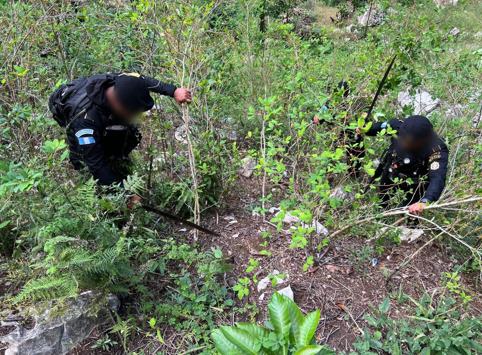 Autoridades destruyen cultivos de coca en Izabal y Petén