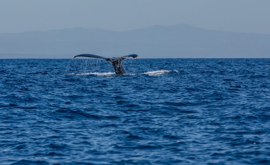 8 de junio, Día Mundial de los Océanos. / Foto: Conap.