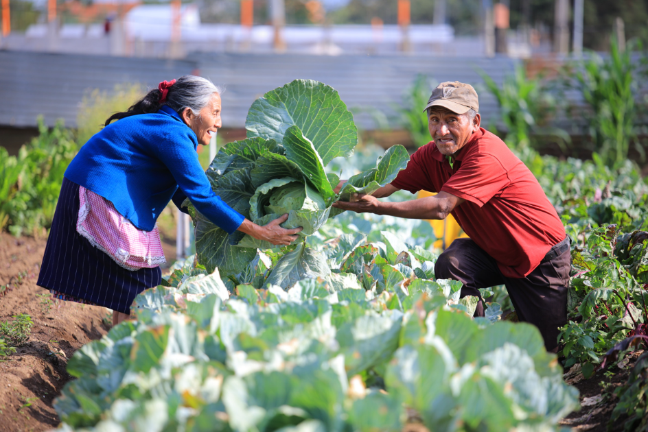 Crédito Tob'anik tiene como meta principal fortalecer a pequeños y medianos productores en todo el territorio guatemalteco. / Foto: MAGA.