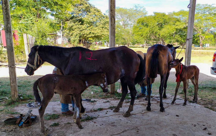 Equinos reciben atención veterinaria en San Andrés, Petén./Foto: MAGA.