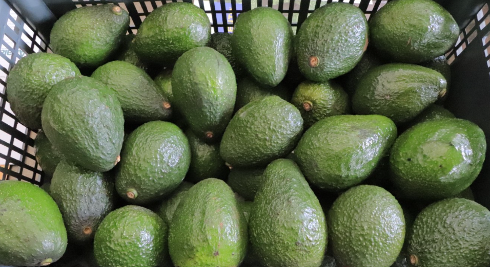 Guatemala se acerca a exportar aguacate Hass a Estados Unidos