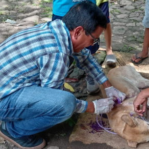 Aplicación DSA GT permite detectar a perro afectado por el gusano barrenador