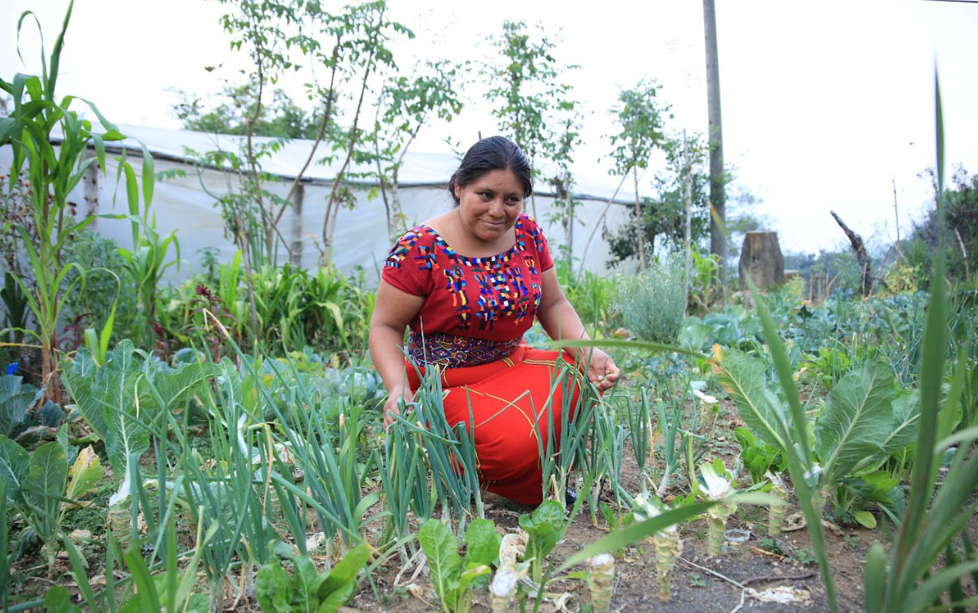 Productores podrán acceder varias veces al Crédito Tob’anik al cumplir con pagos anteriores