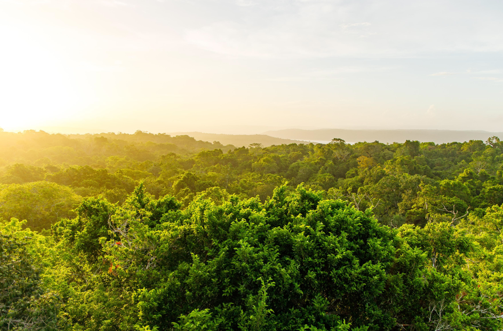 En Guatemala, los bosques tropicales se desarrollan principalmente en regiones de clima cálido y húmedo. (Foto: Conap)