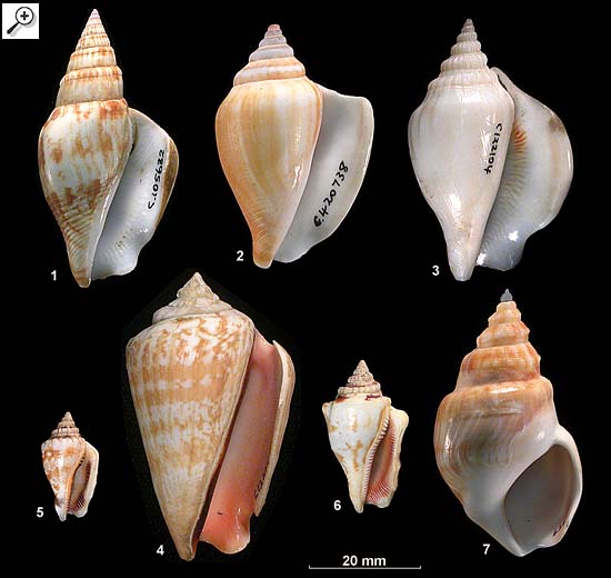 MAGA establece veda de pesca de caracol en el litoral Atlántico