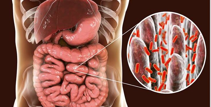 Identifican una nueva fuente de antibióticos naturales dentro de las proteínas
