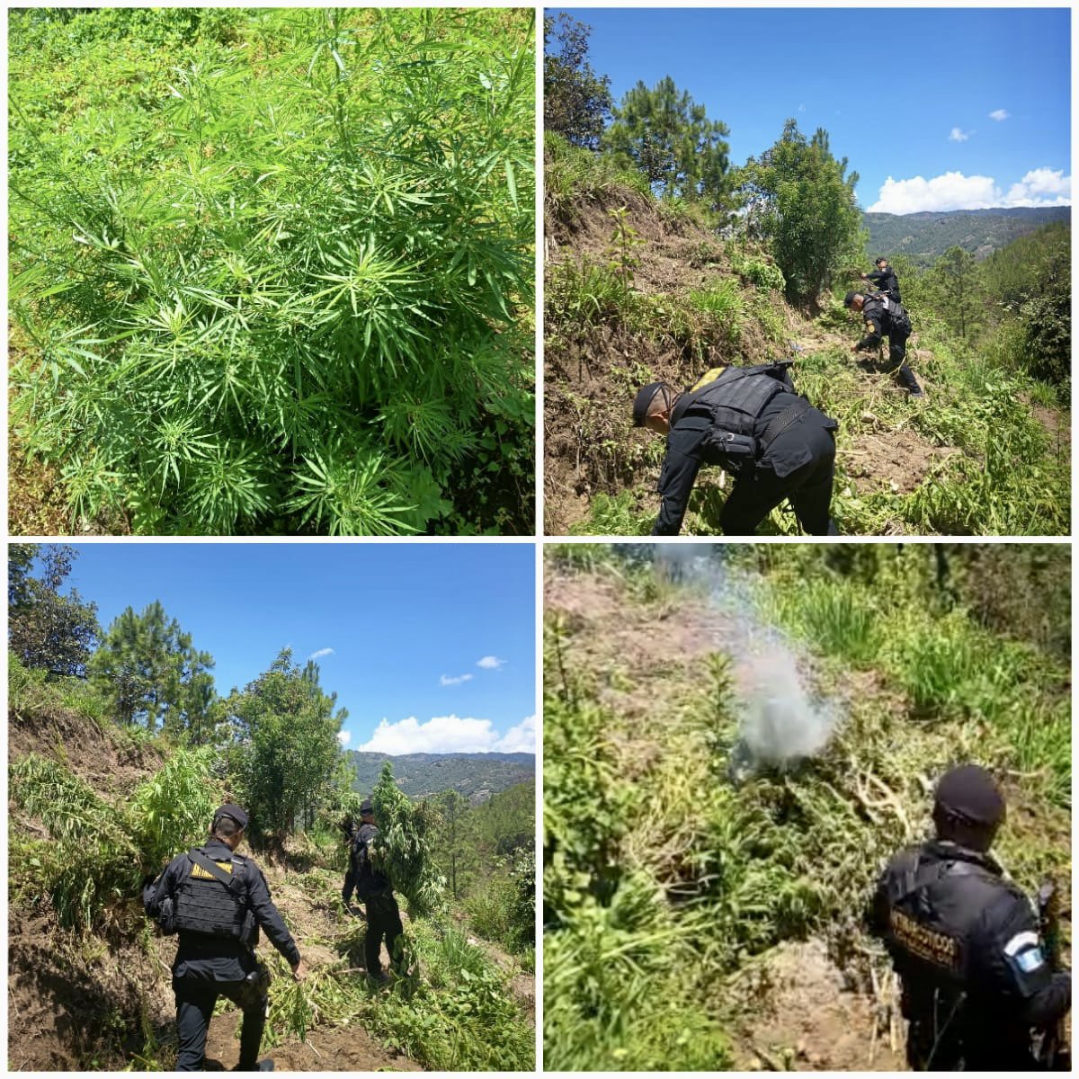 Erradican plantación de marihuana. / Foto: X @FJimenezmingob.