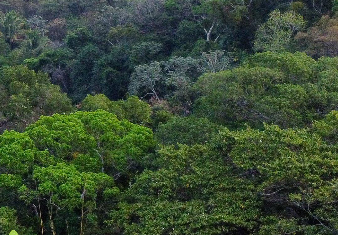 Hoy se conmemora el Día Mundial del Árbol: un llamado a proteger nuestros bosques