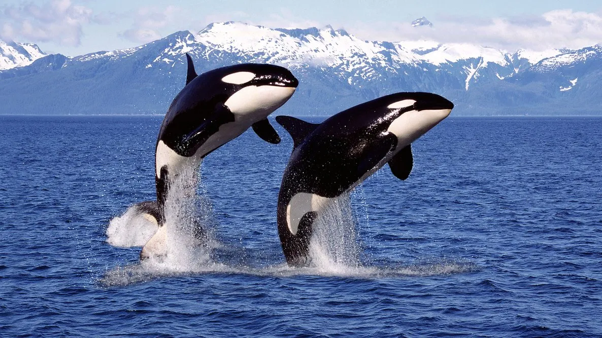 Las orcas fabrican ‘herramientas’ con algas para rascarse unas a otras