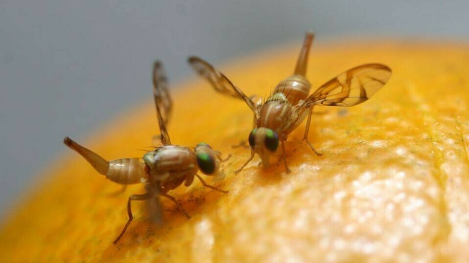Moscas de la fruta utilizadas para experimento sobre adicciones. / Foto: Tecnología Hortícola.