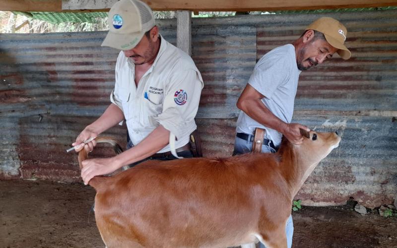 MAGA ha tomado más de 16 mil muestras para diagnóstico en el sector lechero