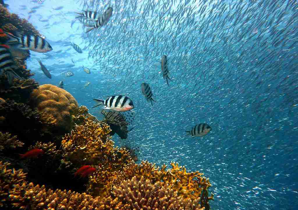 Ecuador busca que se declare reserva de la biosfera al área marina Hermandad (Galápagos)